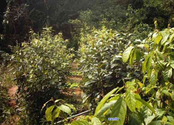 海南鹧鸪茶是什么茶-海南鹧鸪茶是什么茶树