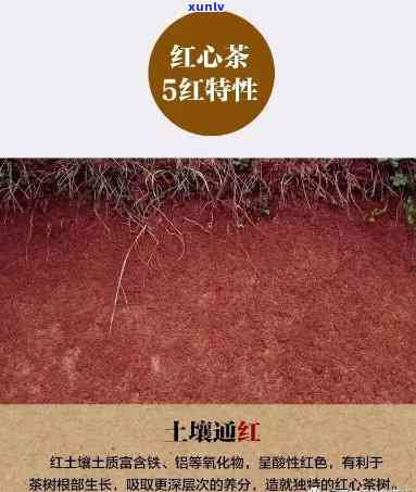 红颜色的茶叶，品鉴独特口感：红颜色的茶叶的魅力与特点