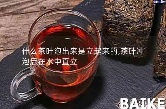 什么茶泡好后呈一根一根竖立状？探究茶叶形态与品种的关系