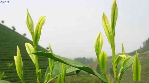 明前茶跟明后茶的区别，区别开来：明前茶与明后茶的差异