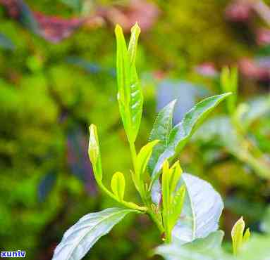 黄山野茶的功效与作用禁忌全解析：了解其益处与注意事