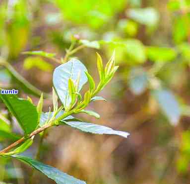 黄山野茶属于什么茶-黄山野茶属于什么茶类