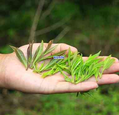 黄山野茶属于什么茶-黄山野茶属于什么茶类