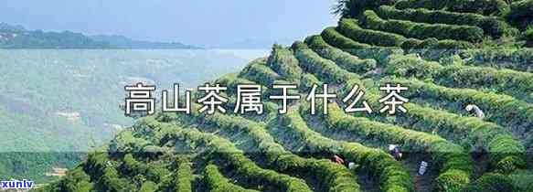 高山鸣茶属于什么茶-高山茗茶是什么茶