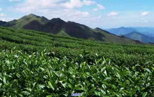 高山鸣茶属于什么茶-高山茗茶是什么茶