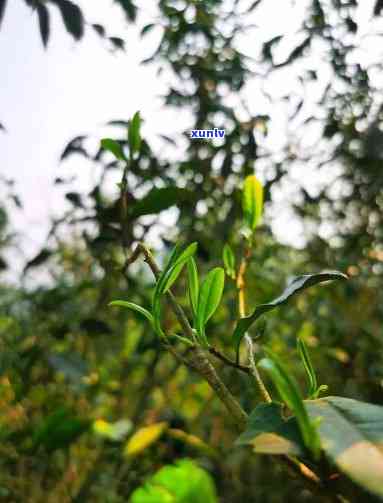 花香野茶属于什么茶类，探秘花香野茶：它属于哪种茶类？