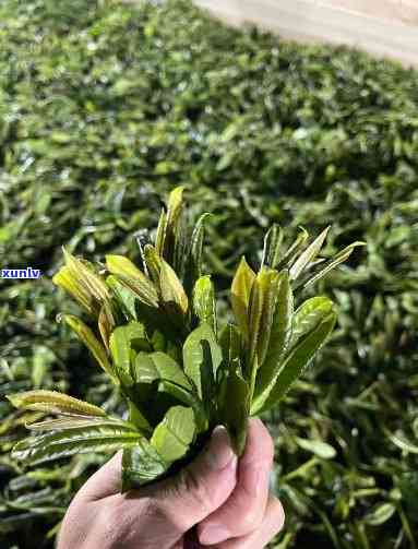 花香野茶的特点与功效，探索花香野茶的独特特点及其惊人功效