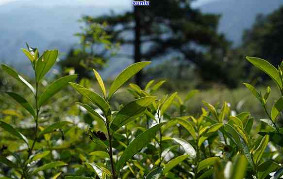 花香野茶的特点与功效，探索花香野茶的独特特点及其惊人功效