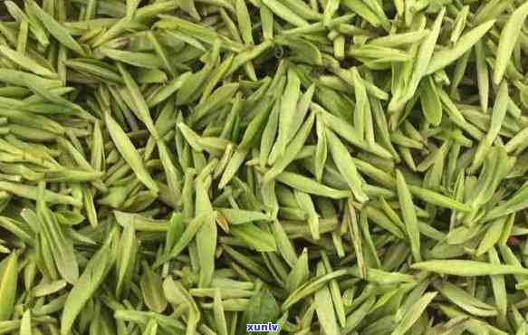 碧芽春茶：属于什么茶类？类型揭秘