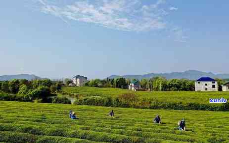 武当贡茶是什么茶圣，探寻茶圣之谜：武当贡茶的来历与故事