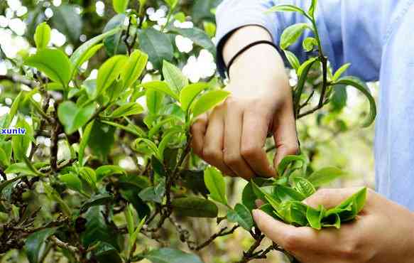 野生木茶是什么茶叶做的，探秘野生木茶：了解这种独特茶叶的 *** 过程与特点