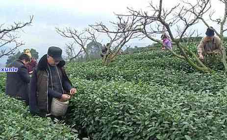 峨眉山上的茶是什么茶，探秘峨眉山：那里的茶叶是何品种？