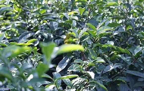 天马老树柑：揭示其茶类身份与植物特性