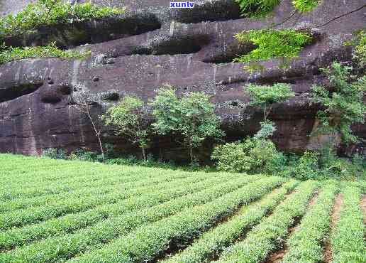 武夷茶王是什么类型的茶？