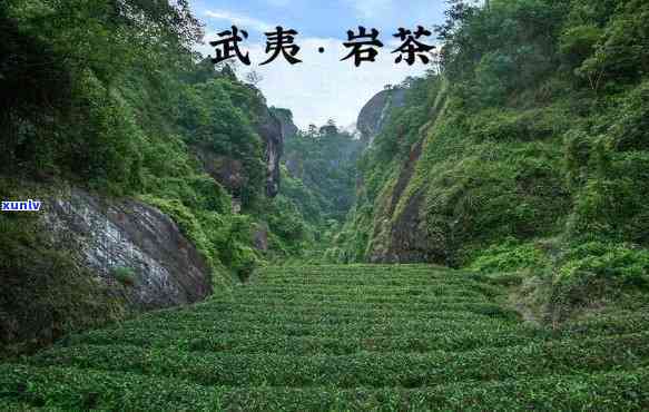 武夷山茶王是什么茶，「揭秘」武夷山茶王究竟是什么茶？