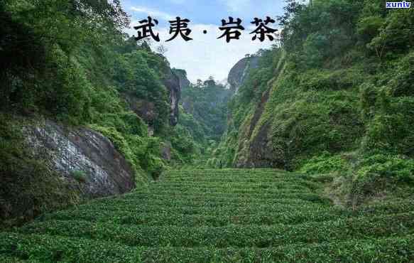 武夷茶茶王是什么茶-武夷茶茶王是什么茶叶