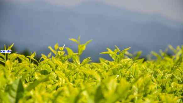 武夷茶茶王是什么茶-武夷茶茶王是什么茶叶