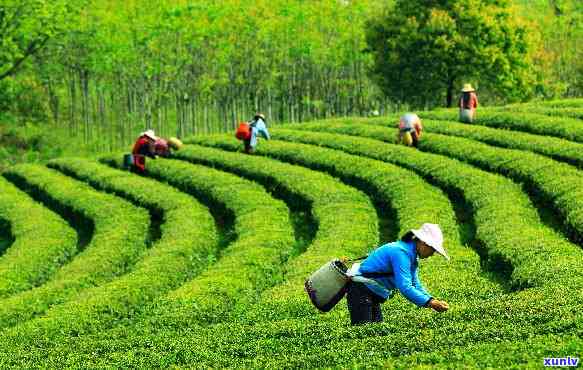 天台山茶园：探索绿色生态之美与丰富茶文化