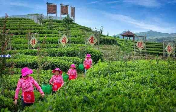 天台山茶园：探索绿色生态之美与丰富茶文化