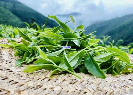 源口有机茶是什么茶-源口有机茶功效