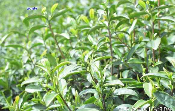 东大叶青茶属于什么茶类？详解其品种归属