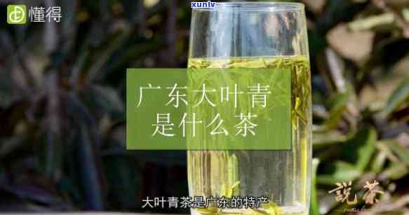 东大叶青属于什么茶类？详解其所属类别