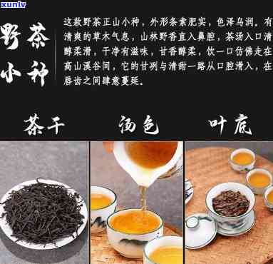 妃子笑野茶是什么茶-妃子笑野茶价格