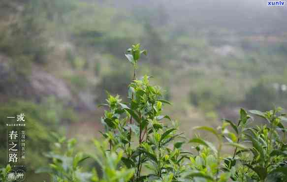 一山一水一茶：揭示茶叶背后的故事与文化