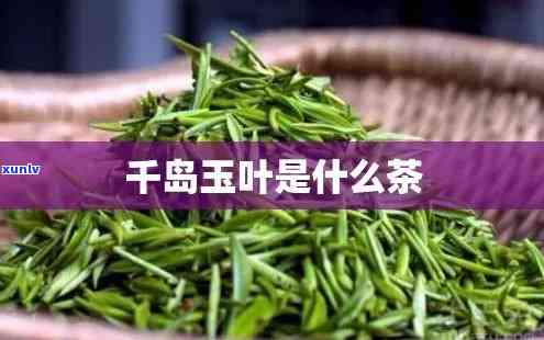 千岛玉叶属于什么茶-千岛玉叶属于什么茶种