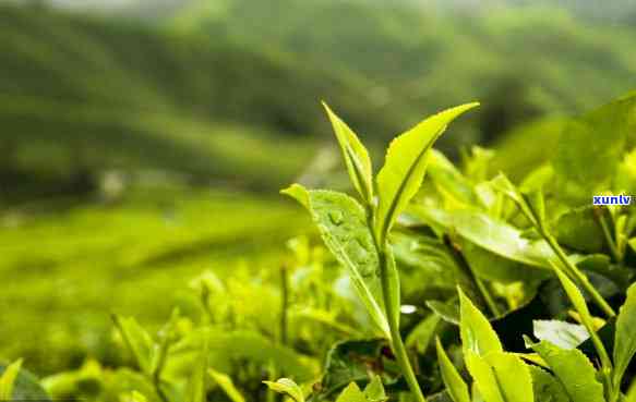 青山绿水茶属于什么茶，探究茶叶品种：青山绿水茶属于哪种茶类？