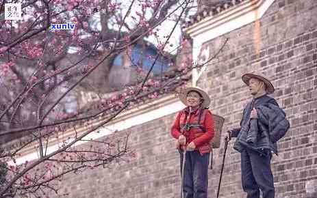 这是什么茶土味情话-这是什么茶土味情话怎么说