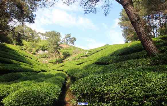 三坑两涧分别产出优质茶叶，你不可错过的茶叶种类！