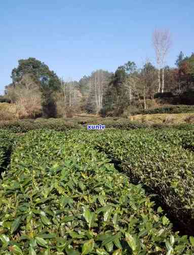 三坑两涧分别产什么茶？详解各产区特色茶叶品种