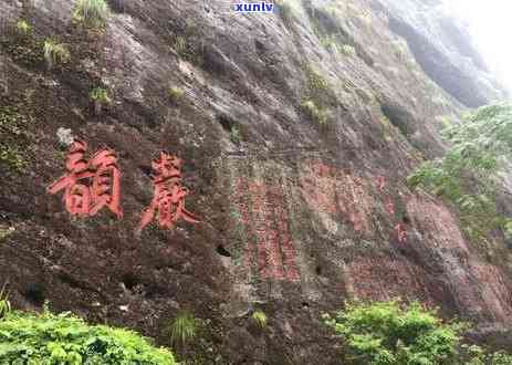 白鸡冠茶的特点及产地：探索中国福建的珍稀名茶