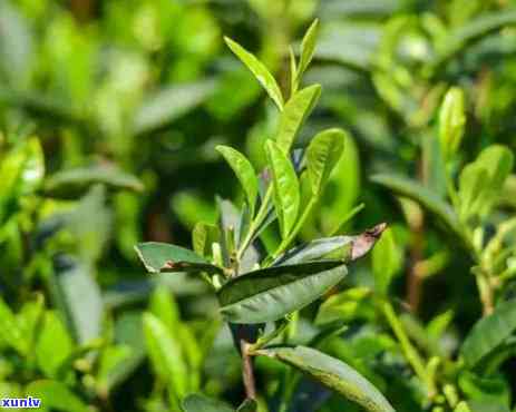 高山赤叶茶属于什么茶类？详解其所属茶种