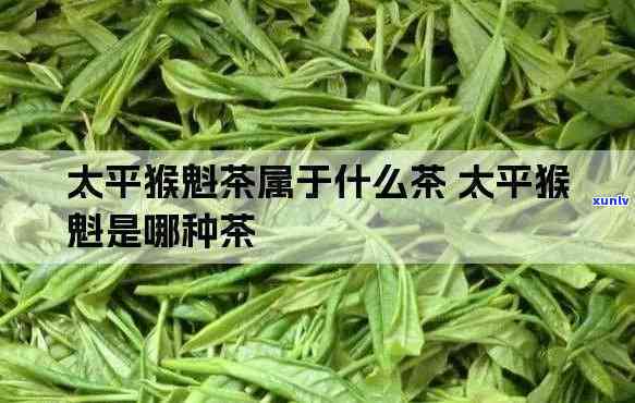 太平魁属于什么茶种，探秘茶叶世界：太平魁属于哪种茶种？