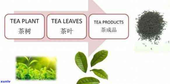 尼泊尔茶属于哪种茶种？详解其分类与特点