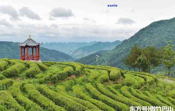 西林都有什么茶叶出名，探寻西林的茶叶之最：你不可错过的茗品！