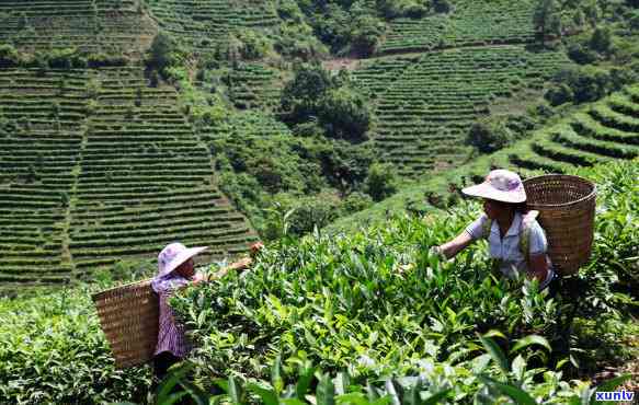 西林都有什么茶叶出名，探寻西林的茶叶之最：你不可错过的茗品！