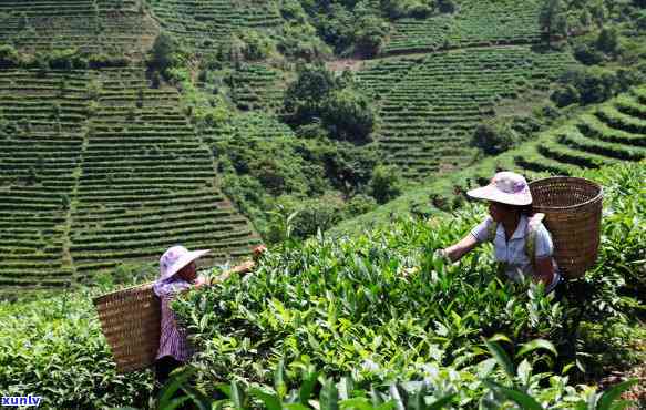 西林有什么茶叶，探索西林的茶文化：了解当地的特色茶叶种类