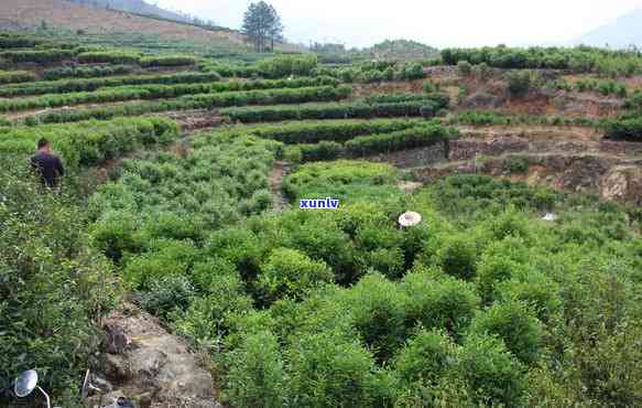 汕头凤凰山茶叶：探寻潮汕茶园的秘密