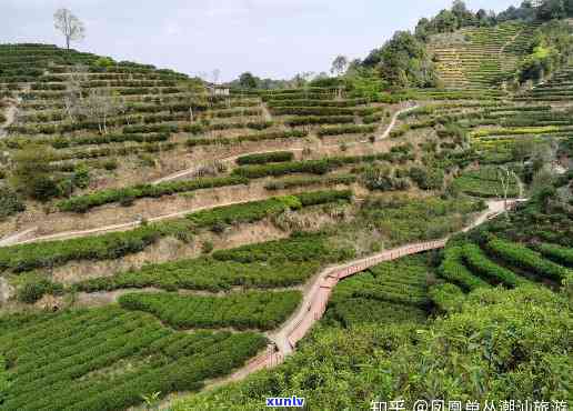 汕头凤凰山茶叶：探寻潮汕茶园的秘密