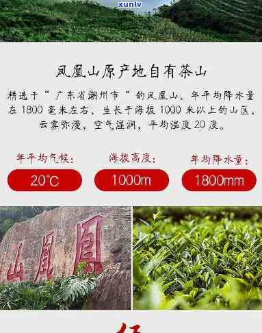 汕头凤凰山茶叶：探寻潮汕茶园的秘密