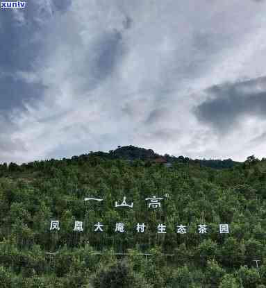 汕头凤凰山茶叶：探寻潮汕茶园的秘密