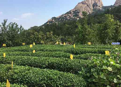 崂山道教茶是什么茶种，探索神秘的崂山道教茶：它到底属于哪种茶种？