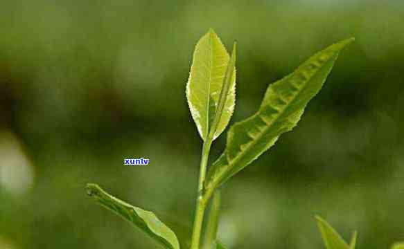 海南清茶是什么茶-海南清茶的作用