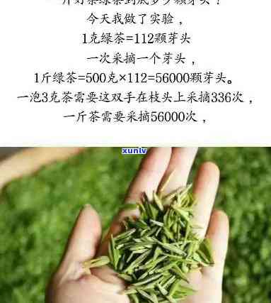 荞坝贡茶属于什么茶-荞坝贡茶属于什么茶类