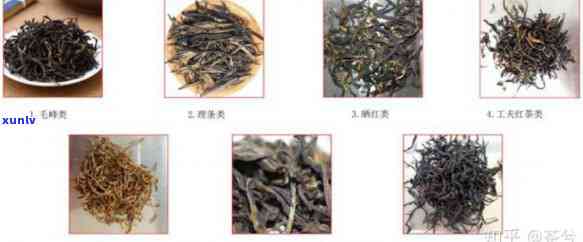 二级黑毛茶：类型与类别全解析