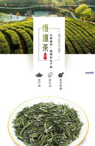 湖北悟道茶是什么茶-湖北悟道茶是什么茶种