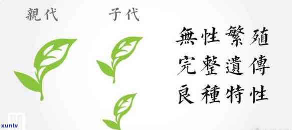 代茗粥：一种独特的茶种探索